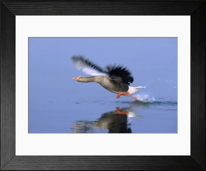 Framed Print : Greylag Goose Taking Flight Hickling Broad Norfolk UK Framed Print : Greylag Goose Taking Flight Hickling Broad Norfolk UK