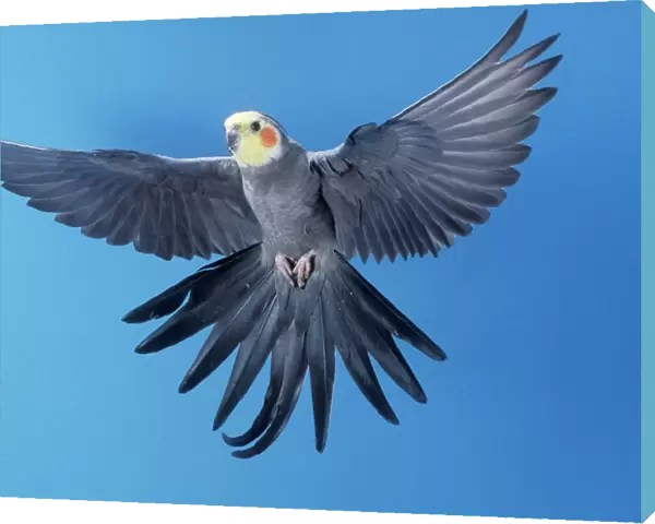 Cockatiel In flight