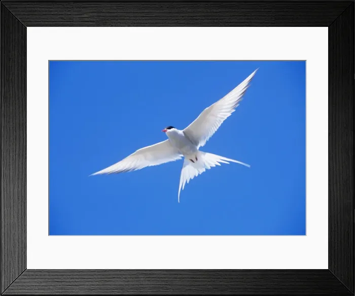 Framed Print : Arctic Tern - in flight Framed Print : Arctic Tern - in flight