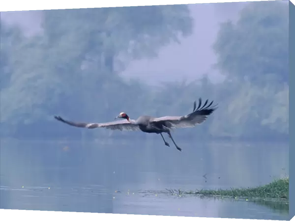 Indian Saras Crane taking-off, Keoladeo National Park, India