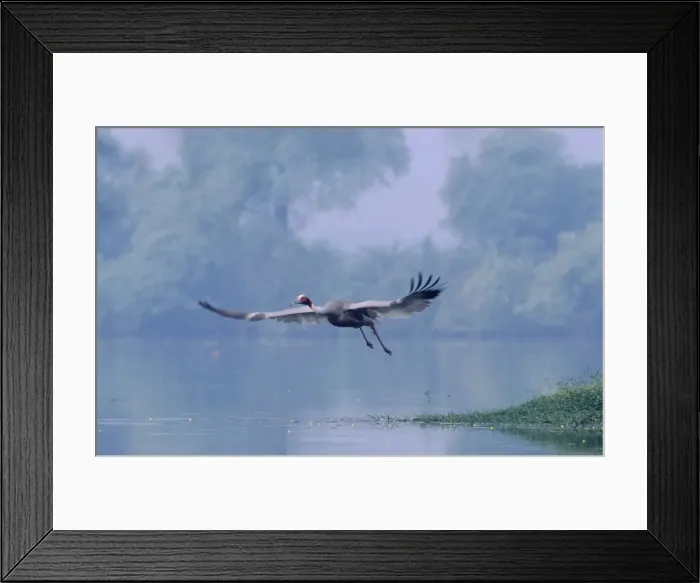 Framed Print : Indian Saras Crane taking-off, Keoladeo National Park, India Framed Print : Indian Saras Crane taking-off, Keoladeo National Park, India