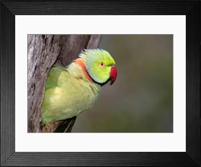Framed Print : Rose-ringed / Ring-necked Parakeet - in tree Framed Print : Rose-ringed / Ring-necked Parakeet - in tree