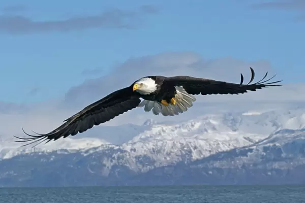 Adult Bald Eagle in flight. Homer Alaska