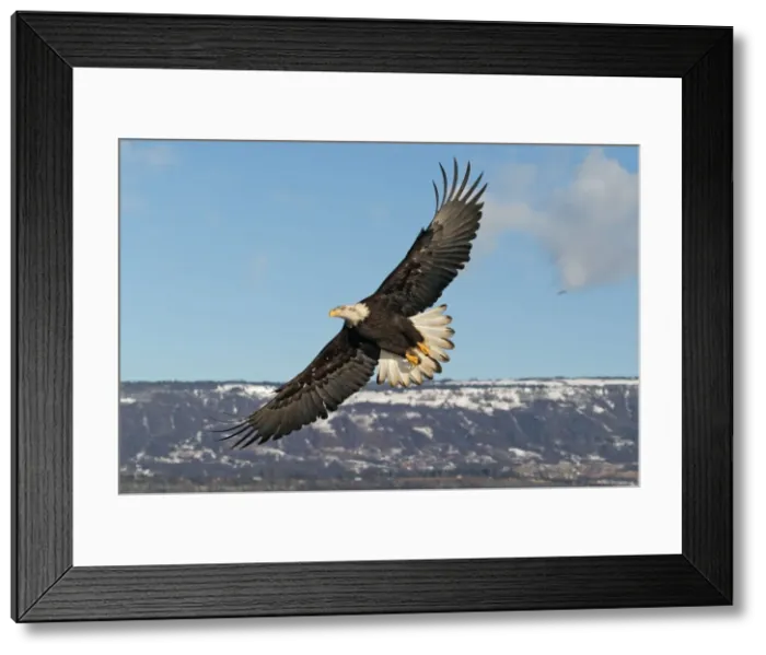 Framed Print : Adult Bald Eagle in flight. Homer Alaska Framed Print : Adult Bald Eagle in flight. Homer Alaska