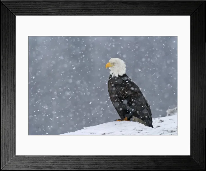 Framed Print : Adult Bald Eagle - in snow Homer Alaska Framed Print : Adult Bald Eagle - in snow Homer Alaska