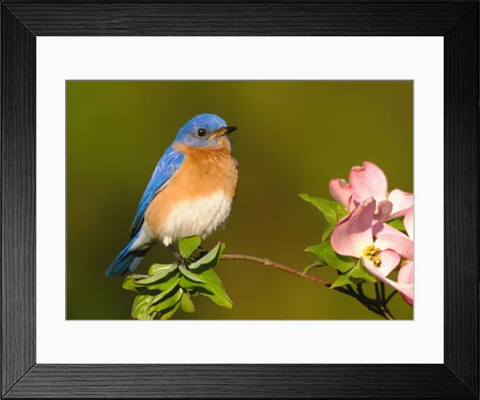 Framed Print : Eastern Bluebird - male. Hamden, CT, USA Framed Print : Eastern Bluebird - male. Hamden, CT, USA