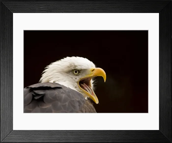 Framed Print : Bald Eagle Portrait while calling North America