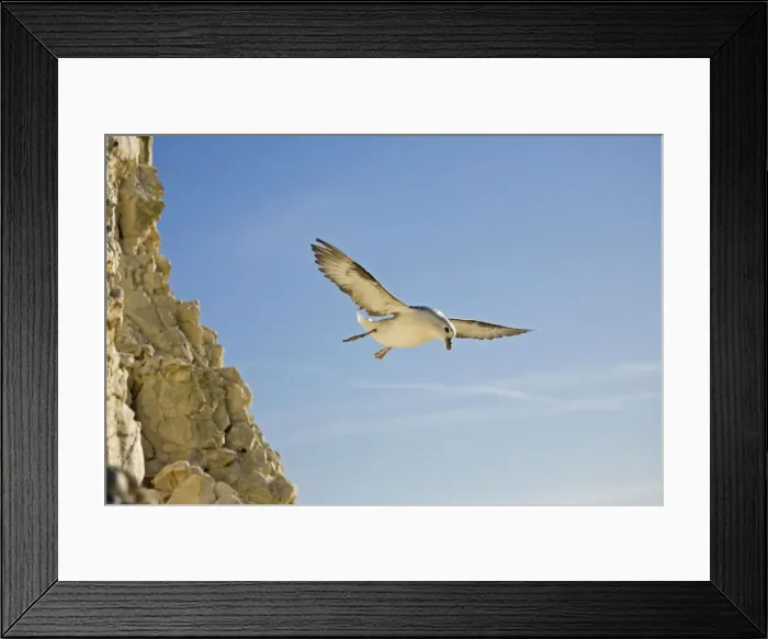 Framed Print : Fulmar Petrel In flight over the Seven Sisters South Downs, East Sussex, UK Framed Print : Fulmar Petrel In flight over the Seven Sisters South Downs, East Sussex, UK