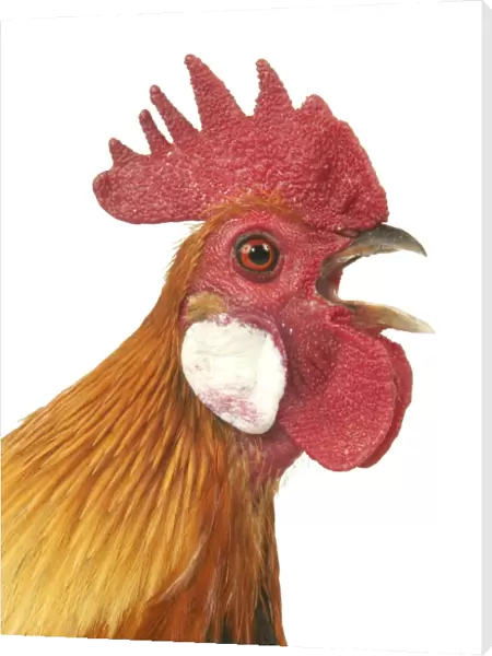 Domestic Chicken Dutch breed Close-up of head