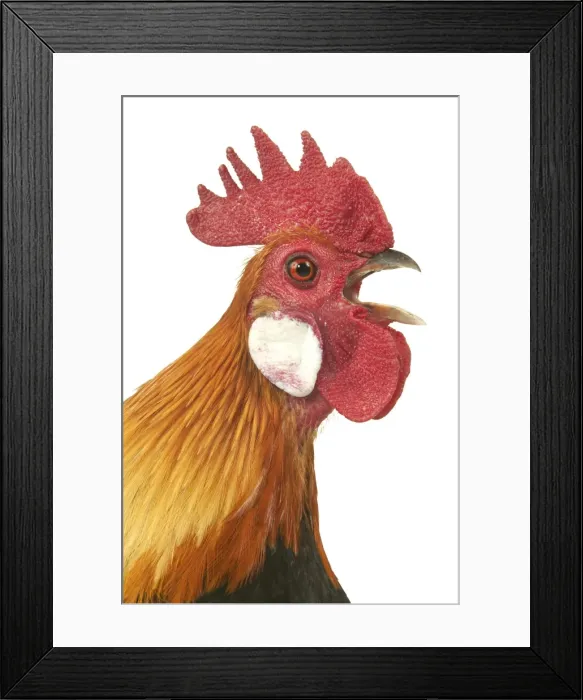Framed Print : Domestic Chicken Dutch breed Close-up of head Framed Print : Domestic Chicken Dutch breed Close-up of head
