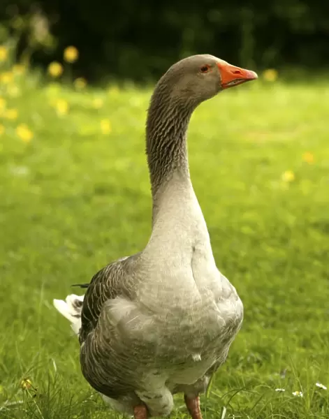 Domestic Goose “Goose of Toulouse” In garden