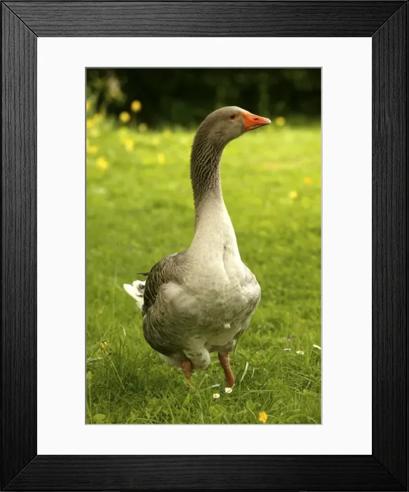 Framed Print : Domestic Goose “Goose of Toulouse” In garden Framed Print : Domestic Goose “Goose of Toulouse” In garden