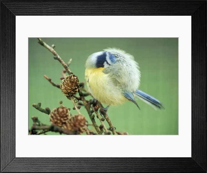 Framed Print : Blue Tit preening in cold weather Framed Print : Blue Tit preening in cold weather