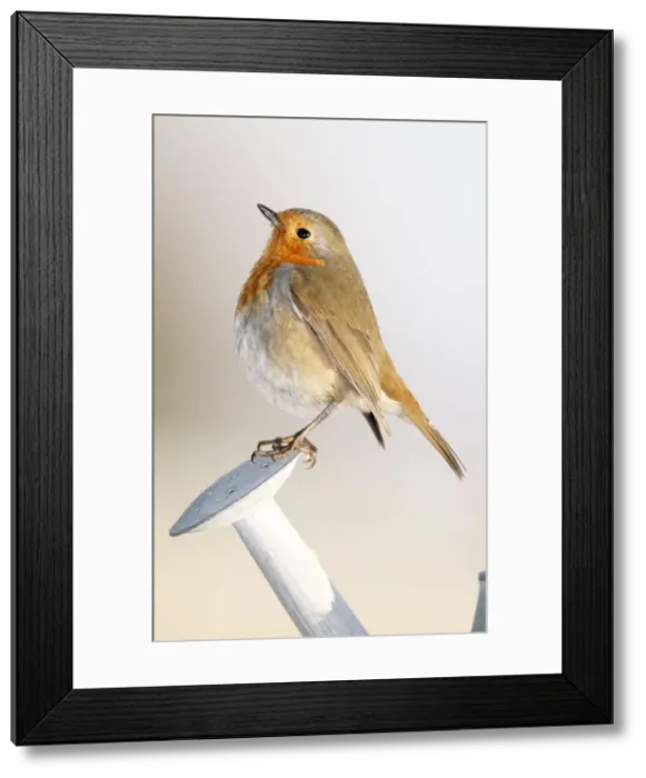 Framed Print : Robin In winter on watering-can Framed Print : Robin In winter on watering-can