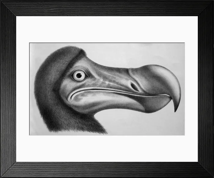 Framed Print : Black & White Illustration: Dodo- from Strickland 1848 Framed Print : Black & White Illustration: Dodo- from Strickland 1848