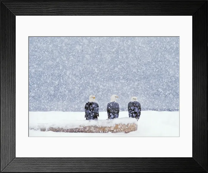 Framed Print : Bald Eagles - sitting on beach log during heavy winter snowstorm. BE5540 Framed Print : Bald Eagles - sitting on beach log during heavy winter snowstorm. BE5540