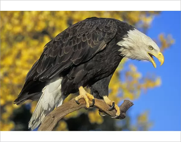 Bald Eagle - Calling from perch in front of autumn coloured aspen trees Western U. S. A