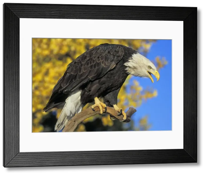 Framed Print : Bald Eagle - Calling from perch in front of autumn coloured aspen trees Western U. S. A Framed Print : Bald Eagle - Calling from perch in front of autumn coloured aspen trees Western U. S. A