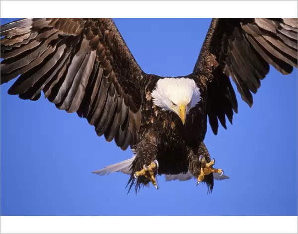 Bald Eagle - In flight, preparing to land Alaska BE5384