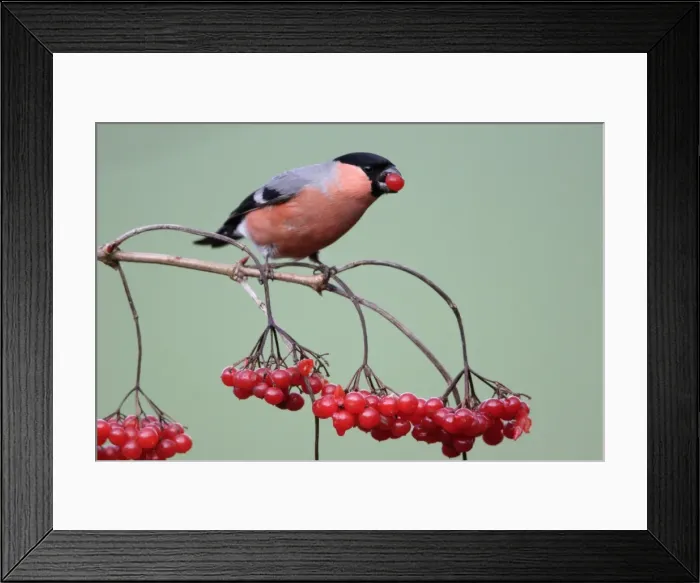 Framed Print : Bullfinch - Male feeding on berries of Guelder Rose in garden, winter. Lower Saxony, Germany Framed Print : Bullfinch - Male feeding on berries of Guelder Rose in garden, winter. Lower Saxony, Germany