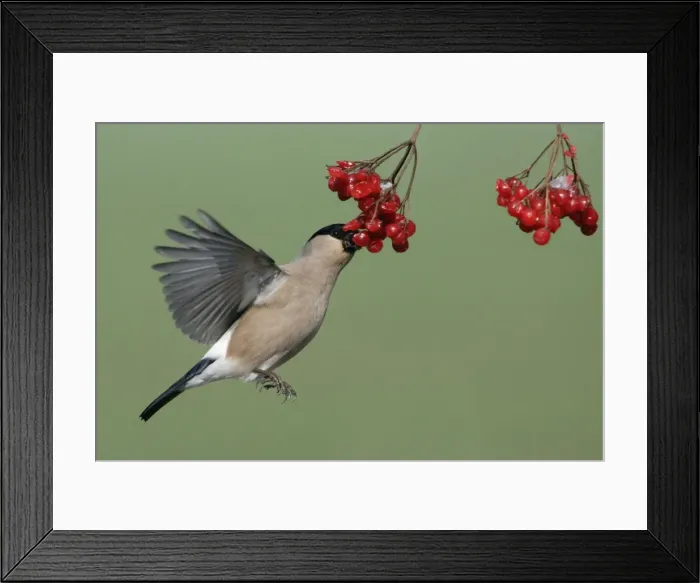 Framed Print : Bullfinch - Female on the wing, feeding on berries of Guelder Rose in garden, winter. Lower Saxony, Germany Framed Print : Bullfinch - Female on the wing, feeding on berries of Guelder Rose in garden, winter. Lower Saxony, Germany