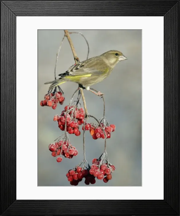 Framed Print : Greenfinch - Perched on Guelder Rose bush in garden, frosty weather, winter. Lower Saxony, Germany Framed Print : Greenfinch - Perched on Guelder Rose bush in garden, frosty weather, winter. Lower Saxony, Germany