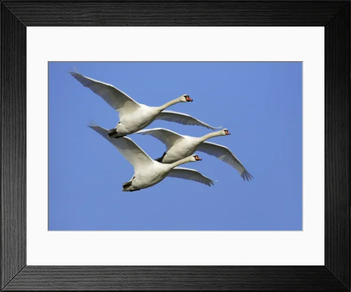 Framed Print : Mute Swans - In flight Lower Saxony, Germany Framed Print : Mute Swans - In flight Lower Saxony, Germany
