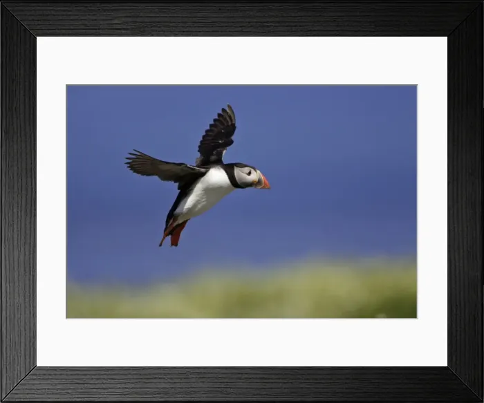 Framed Print : Puffin-single bird on rock, Farne Isles, Northumberland, UK Framed Print : Puffin-single bird on rock, Farne Isles, Northumberland, UK