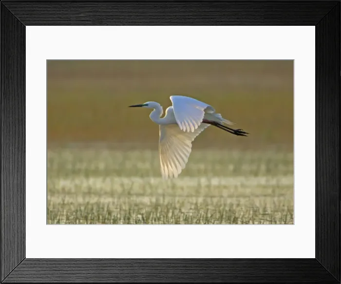 Framed Print : Great White Egret- in flight over water meadow, Neusiedler See, Austria Framed Print : Great White Egret- in flight over water meadow, Neusiedler See, Austria