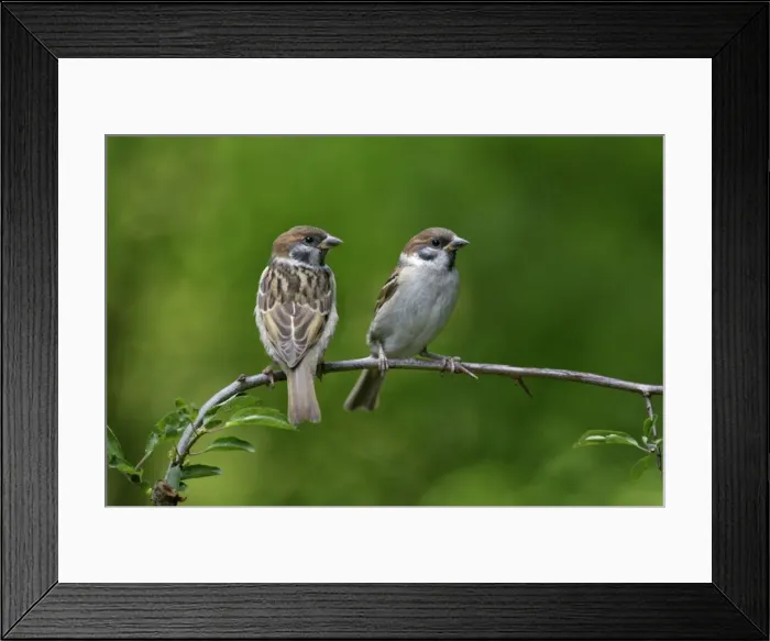 Framed Print : Tree Sparrow - pair on branch, Lower Saxony, Germany Framed Print : Tree Sparrow - pair on branch, Lower Saxony, Germany