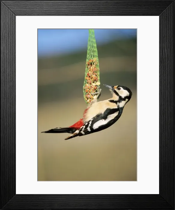 Framed Print : Great Spotted Woodpecker - on winter feeder Framed Print : Great Spotted Woodpecker - on winter feeder