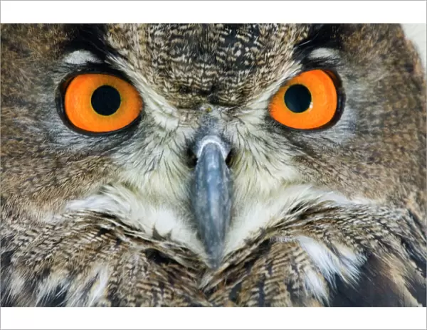 Eagle owl - Adult