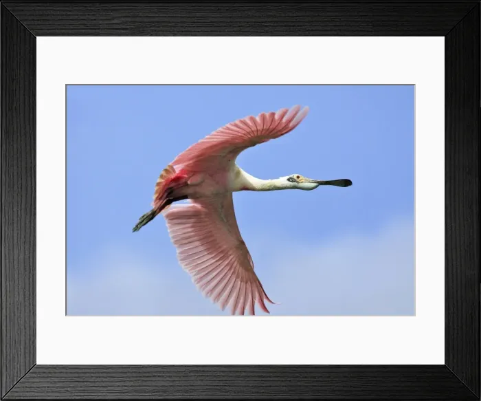Framed Print : Roseate Spoonbill - in flight. Venezuela Framed Print : Roseate Spoonbill - in flight. Venezuela