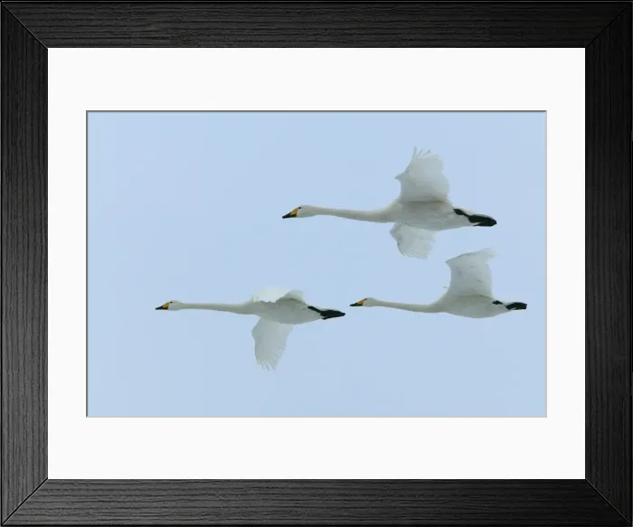 Framed Print : Whooper Swans In flight Wintering on ice lakes Hokkaido, Japan Framed Print : Whooper Swans In flight Wintering on ice lakes Hokkaido, Japan