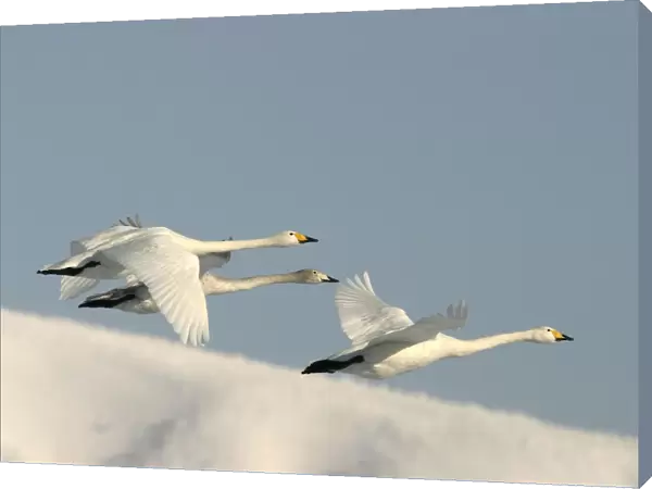 Whooper Swan - three in flight Lake Kushiro, Hokkaido, Japan