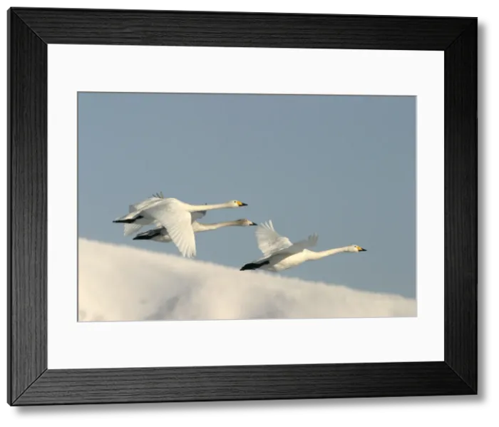 Framed Print : Whooper Swan - three in flight Lake Kushiro, Hokkaido, Japan Framed Print : Whooper Swan - three in flight Lake Kushiro, Hokkaido, Japan