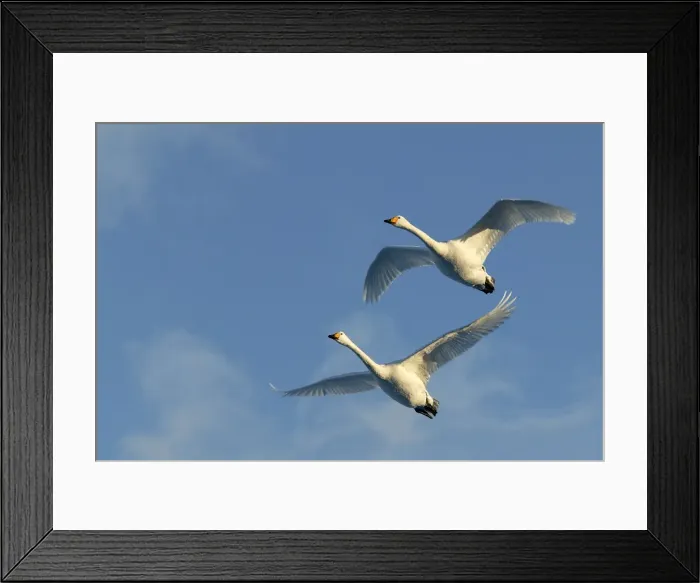 Framed Print : Whooper Swan - two in flight. Hokkaido, Japan Framed Print : Whooper Swan - two in flight. Hokkaido, Japan