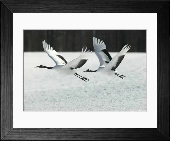 Framed Print : Red-Crowned Crane - two in flight. Hokkaido, Japan Framed Print : Red-Crowned Crane - two in flight. Hokkaido, Japan