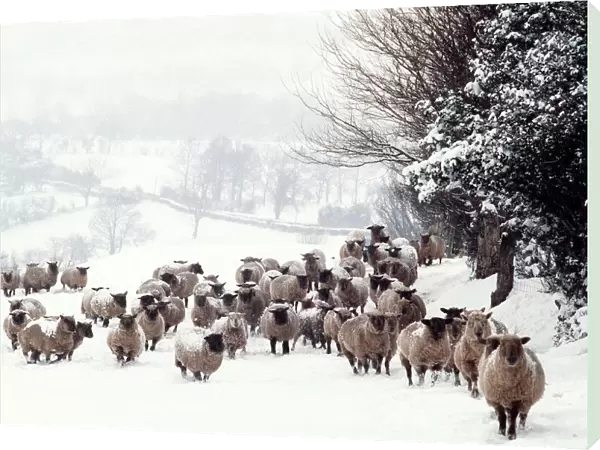AEB 1779. AEB-1779. SHEEP - Crossbreds - in snow