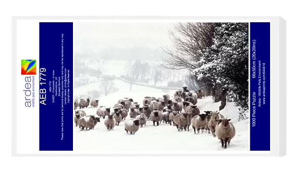 AEB 1779. AEB-1779. SHEEP - Crossbreds - in snow