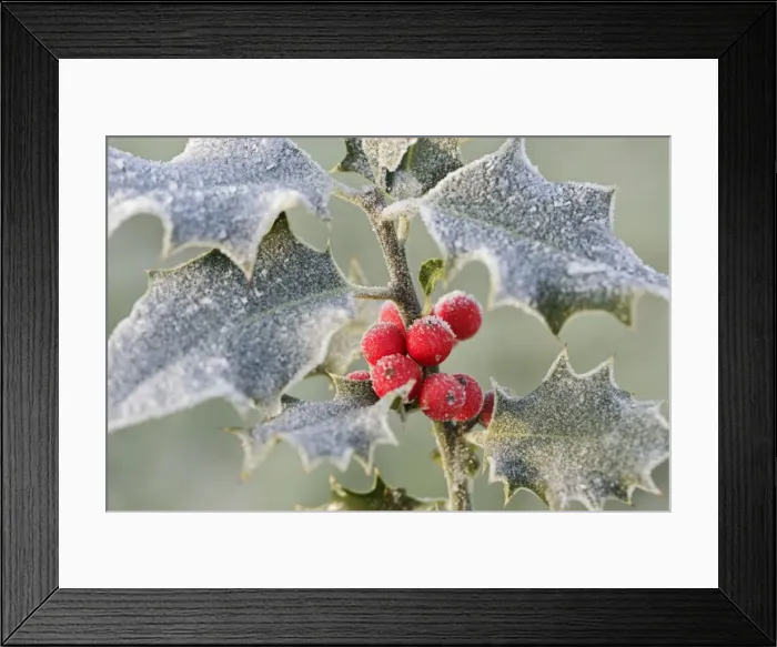 Framed Print : Frost on Holly 003057