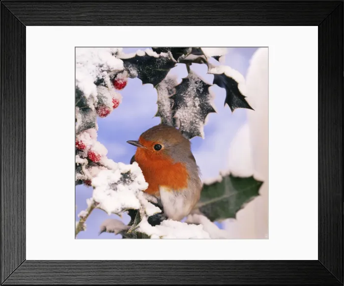Framed Print : Robin In Frozen Holly Framed Print : Robin In Frozen Holly
