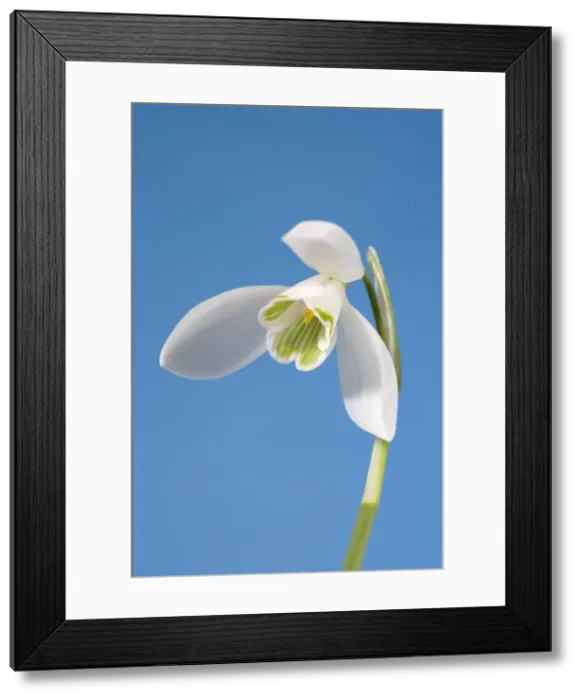 Framed Print : Snowdrop Flower Norfolk UK Framed Print : Snowdrop Flower Norfolk UK