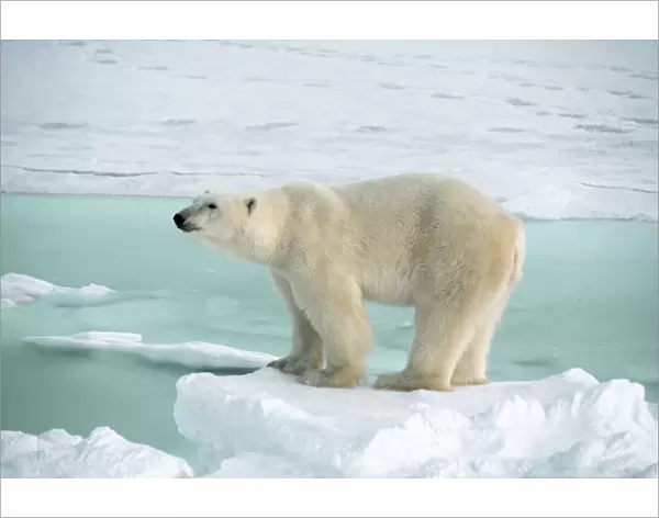 POLAR BEAR - at the edge of sea ice