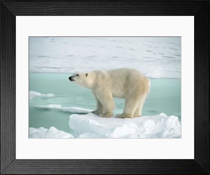 Framed Print : POLAR BEAR - at the edge of sea ice
