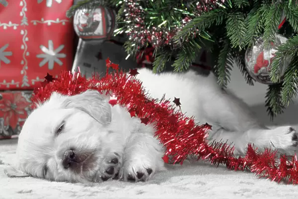 Golden Retriever Dog - puppy asleep under Chirstmas tree. Colours adjusted