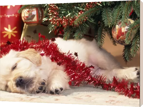 Golden Retriever Dog - puppy asleep under Chirstmas tree
