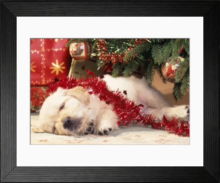 Framed Print : Golden Retriever Dog - puppy asleep under Chirstmas tree Framed Print : Golden Retriever Dog - puppy asleep under Chirstmas tree