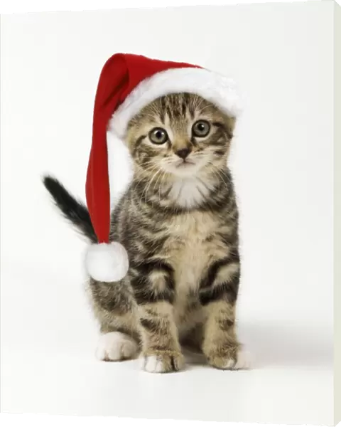 Cat - kitten in christmas hat