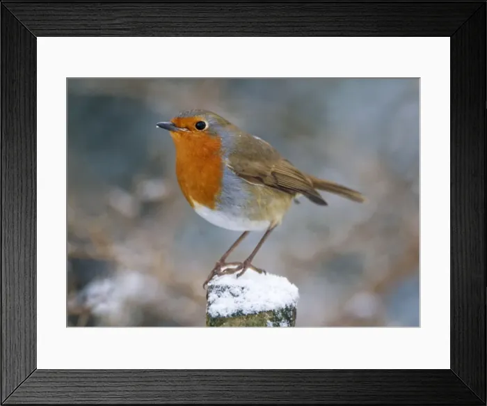 Framed Print : Robin. JD-13901-c1. Robin - on post. Erithacus rubecula
